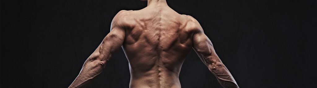 ectomorfo